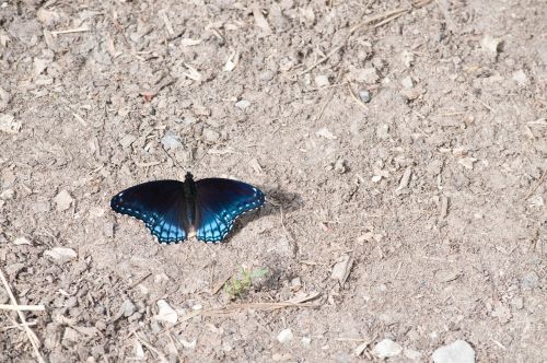 butterfly nature insect