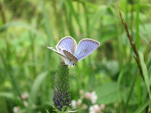 butterfly blue meadow