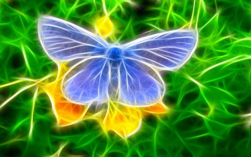 butterfly graffity wallpaper