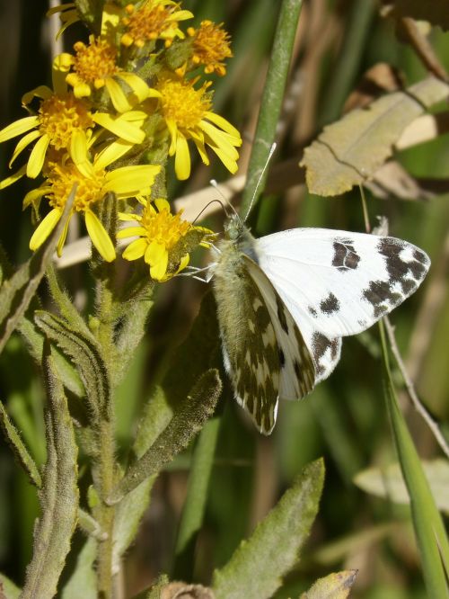 butterfly black and white libar