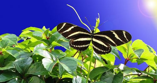butterfly garden butterfly wings