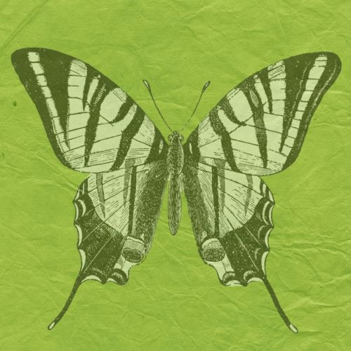 butterfly green scrapbook