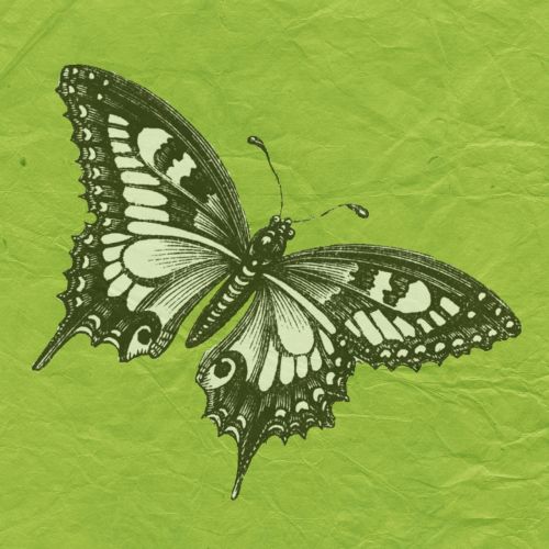 butterfly green scrapbook