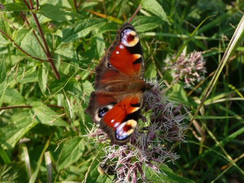 Butterfly And Bee On A Flower