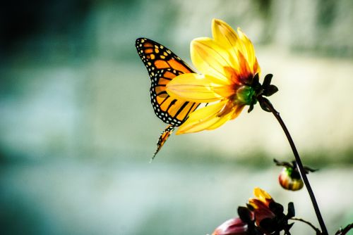 Butterfly And Flower