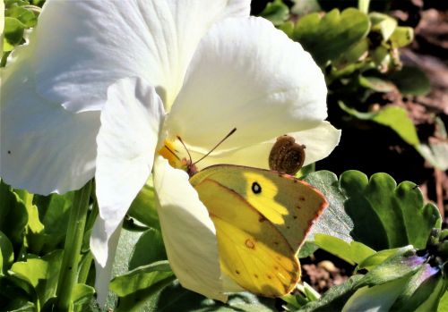 Butterfly And Snail On White Flower