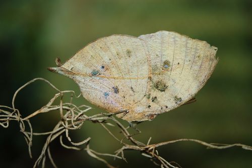 butterfly animal green leaf