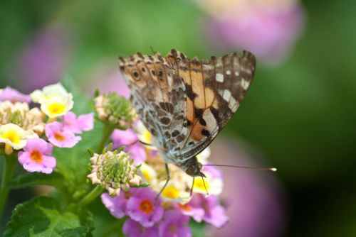 Butterfly At Work