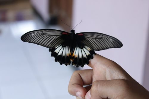 butterfly born black and white insect