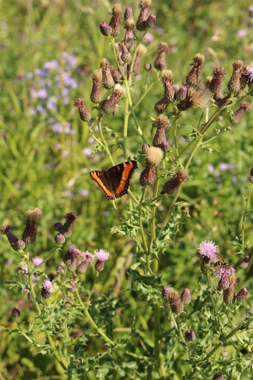 Butterfly Brown Orange