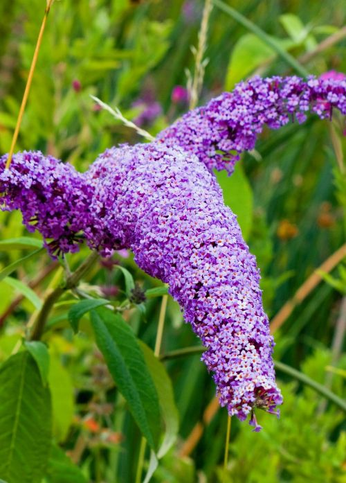 butterfly bush buddleia buddleja