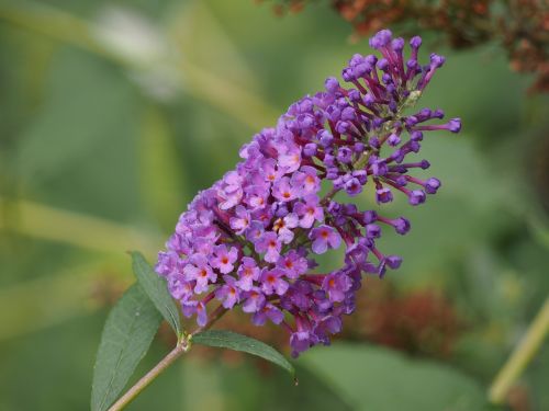 butterfly bush flower purple