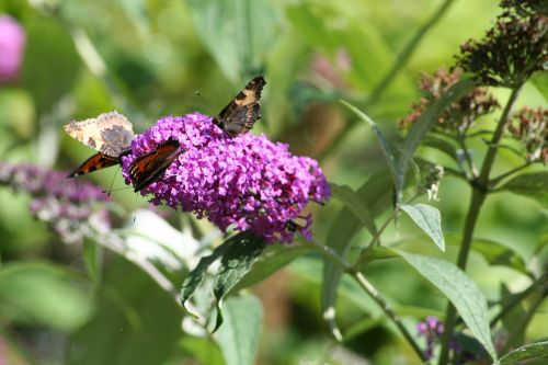 butterfly bush butterflies garden