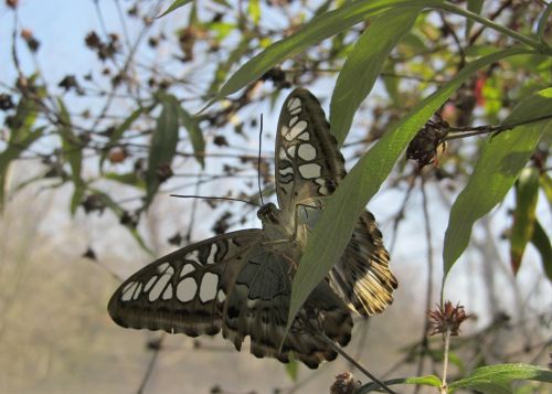 Butterfly Close Up