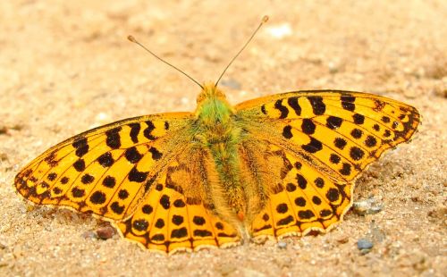 butterfly day insect nature