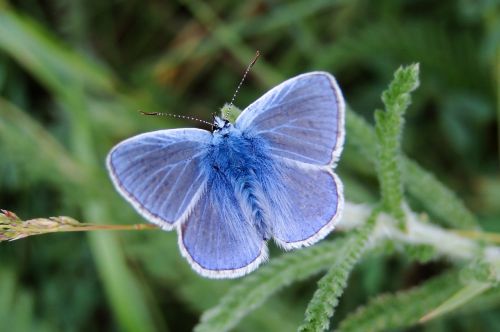 butterfly day nature insect