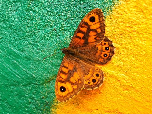 butterfly day  nature  insect