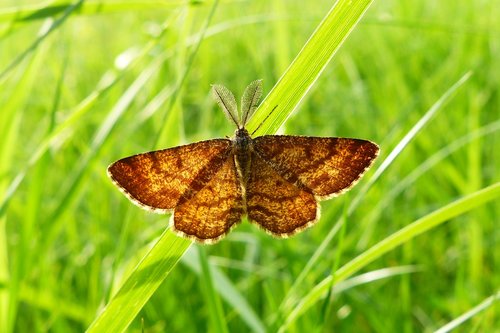 butterfly day  nature  insect