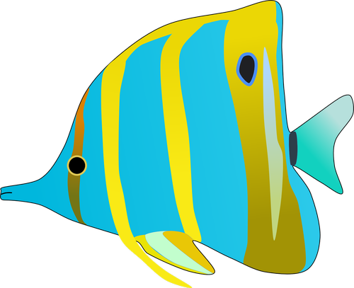 butterfly fish  fish  aquarium