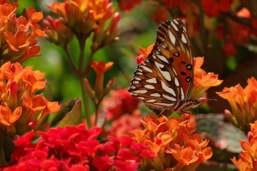 butterfly flower flowers nature