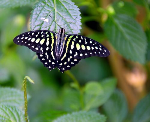 Butterfly In Garden