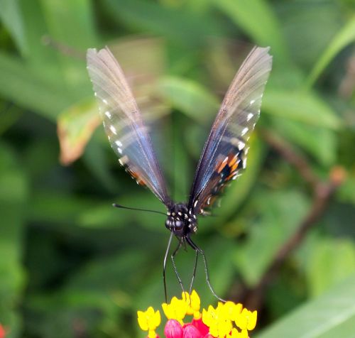 Butterfly In Motion