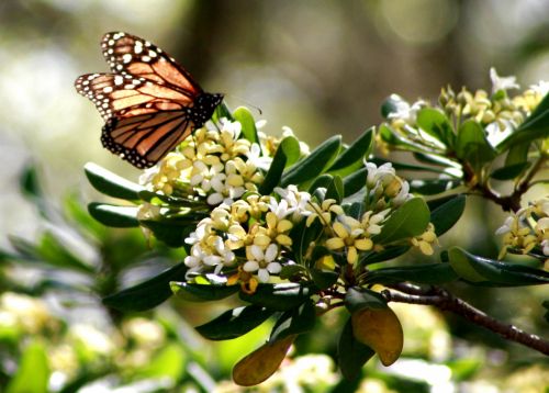 Butterfly In The Spring