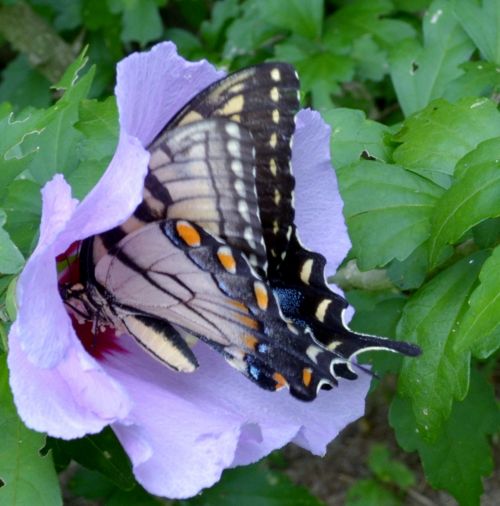 Butterfly On A Flower