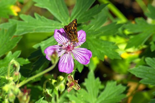 butterfly on a pink wildflower  butterfly  flower