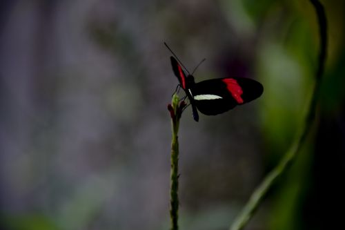 Butterfly On A Stem