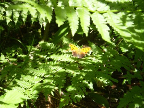 Butterfly On Fern