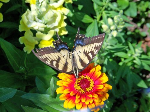 Butterfly On Flower