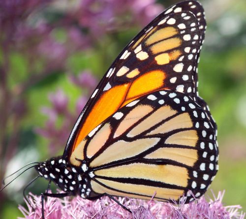 Butterfly On Flower