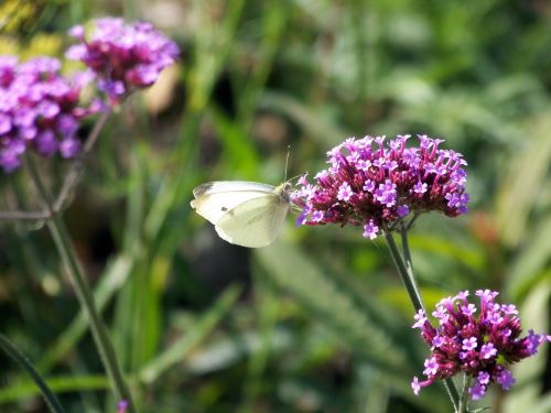 Butterfly On Flower