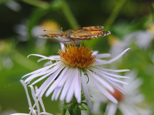 Butterfly On Flower