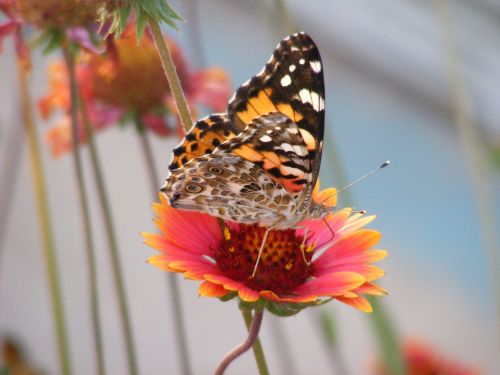 Butterfly On Flower