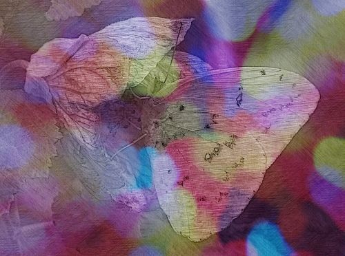 butterfly flower graphic