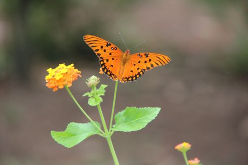 Butterfly On Lantana