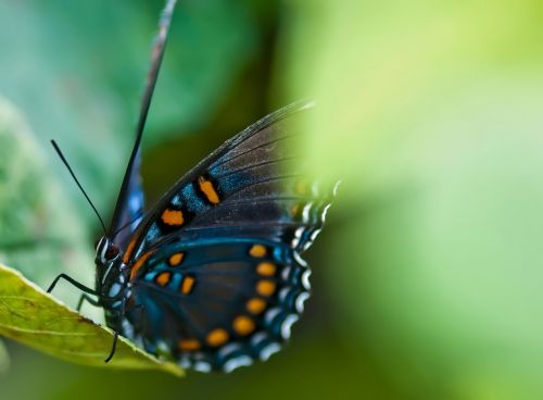 Butterfly On Leaves