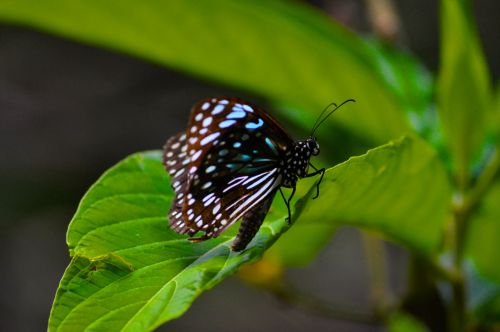 Butterfly On Plant