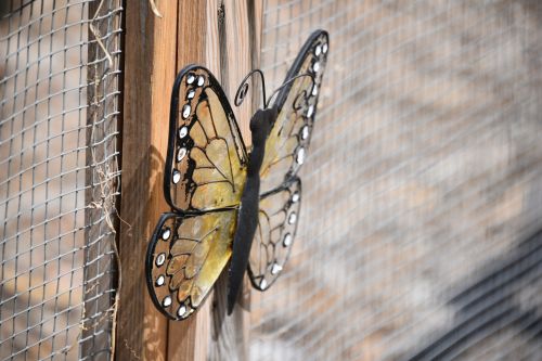 Butterfly On The Fence