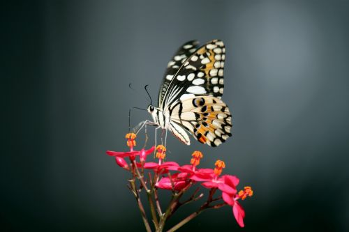 Butterfly On The Flower