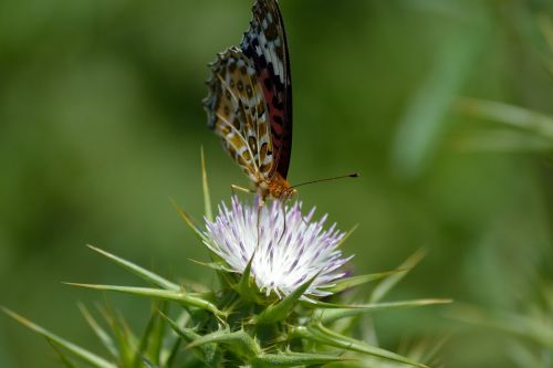 butterfly on white wild flower macro butterfly