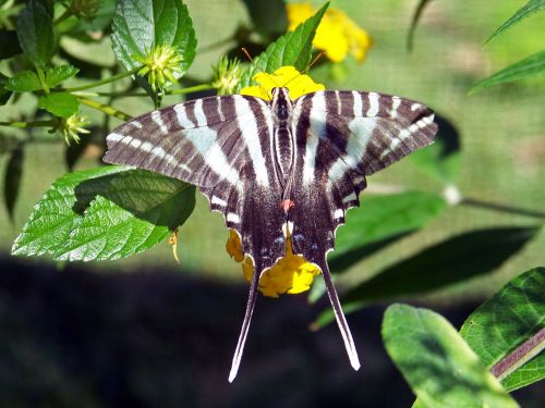 Butterfly On Yellow Flowers