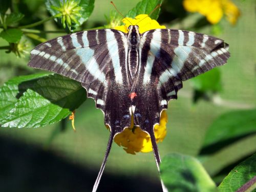 Butterfly On Yellow Flowers