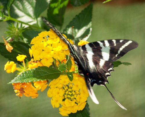 Butterfly On Yellow Flowers