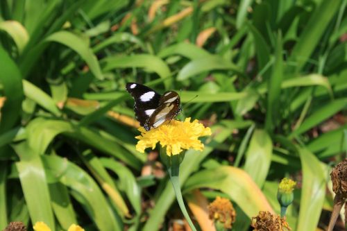 Butterfly On Yellow Marigolds