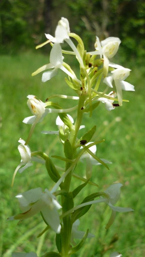 butterfly orchid german orchid meadow