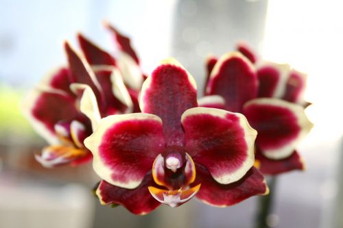 butterfly orchid moth orchid phalaenopsis