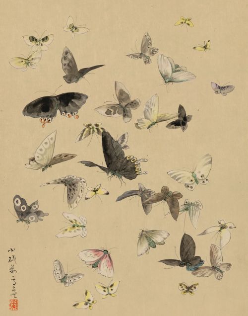 Butterfly Pattern Background (2)